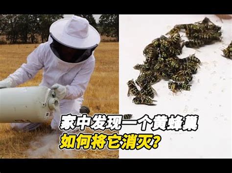 黑蜂巢風水|【黑蜂巢風水】揭秘：家中有黑蜂巢的風水影響，推進事業、財運。